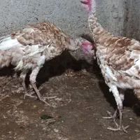 ۲بوقلمون نرمعاوضه با مرغ