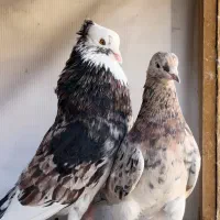کبوتر تهرانی هما سرور زرد