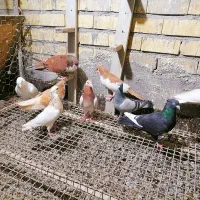 کبوتر.ساده.طوقی.سار.قره سینه