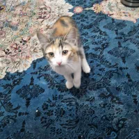 گربه خونگی|گربه|شیراز, شهرک مهدیآباد|دیوار