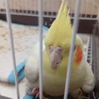 فروش فوری فوری ،عروس هلندی دستی