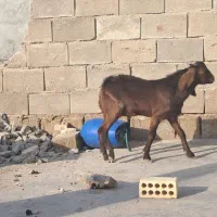 بز کهره|حیوانات مزرعه|بندر ماهشهر, |دیوار