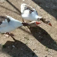 غاز نر و ماده گوشتی