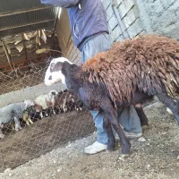 فروش دو راس بره قوچ اصل افشاری بدون عیب و نقص