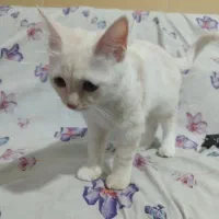 گربه پرشین اسکاتیش|گربه|کرمان, |دیوار