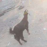 سیستان بلوچستان چابهار کمب للوه مسجد محمد رسول|حیوانات مزرعه|چابهار, |دیوار