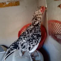 ماده مرغ  حراج