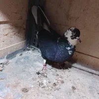 کفتر پرشی|پرنده|رباط‌کریم, رباط‌کریم|دیوار