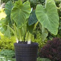 فروش پیاز باباآدم بصورت تکی و تعداد