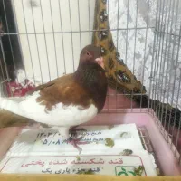 کبوتر یهودی زرد معاوضه با  عروس هلندی