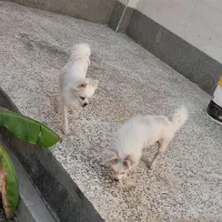 نروماده سگ|سگ|بندرعباس, |دیوار