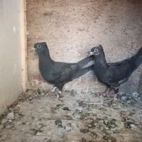 صید جوجه پولکی