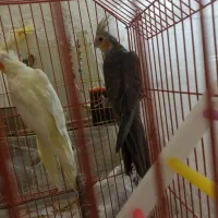 عروس هلندی سخنگو|پرنده|ربط, |دیوار