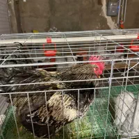 خروس نژاد آیسبار