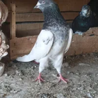 سلطان پرش|پرنده|بندرعباس, |دیوار