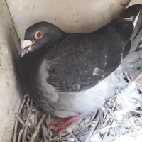 پلاکی اصل|پرنده|لردگان, |دیوار