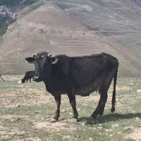 ۲عدد گاو رسمی