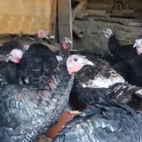 بوقلمون|حیوانات مزرعه|مشهد, ویلاشهر|دیوار