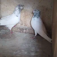 کبوتر|پرنده|رشت, سیا اسطلخ|دیوار