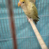 کوتوله برزیلی|پرنده|شیراز, سلطان آباد|دیوار