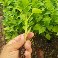 فروش گلخانه