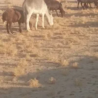 خر مناسب برای بیابان|حیوانات مزرعه|سبزوار, ابارش|دیوار