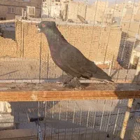 ۳تاکفتر کبوتر