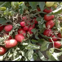 گوجه ربی