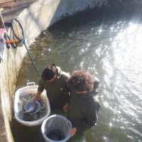 کارگر برای پرورش ماهی قزل آلا