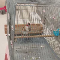 سهره نر رسمی