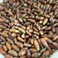 بلوط جنگلی مناسب دیزاین یلدا|گل و گیاه طبیعی|رشت, رشتیان|دیوار