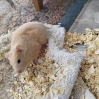 همستر بامزه|موش و خرگوش|کرمان, |دیوار