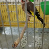سهره ماده