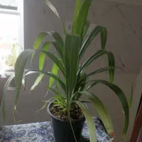 گل های طبیعی