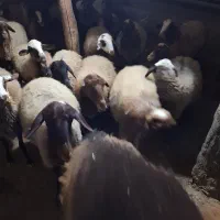 گوسفند فروشی|حیوانات مزرعه|بیجار, |دیوار