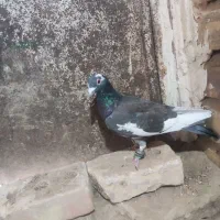 5 عدد کفتر فروشی|پرنده|تایباد, |دیوار