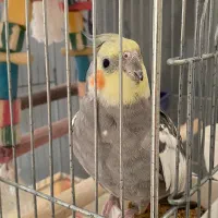 پرنده عروس هلندی نر گلباگالی