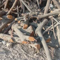 برشگاری چوب وخرید بابهترین قیمت