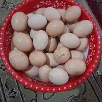 تخم‌مرغ‌محلی‌تازه