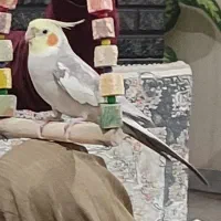 عروس هلندی