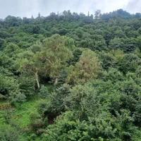 اجاره واحد ۲۱۰ متری لوکس با ویوی ابدی شیخ زاهد