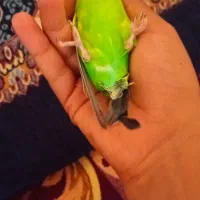 سلام وقت بخیر فروش یک جفت مرغ عشق تخم گذار بالغ