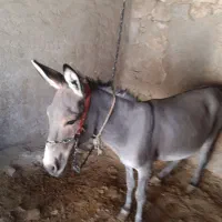 فروش الاغ