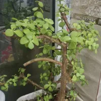 روانسر گل،بنسای زیباوسرحال