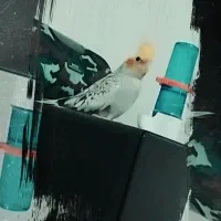عروس هلندی اهلی