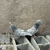 کفتر بزک با سرور|پرنده|شیراز, کوزه گری|دیوار