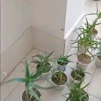 گل آلورا|گل و گیاه طبیعی|رشت, فلسطین|دیوار