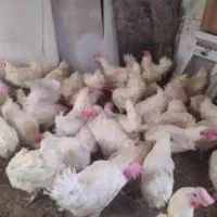 مرغ سفیدتخمی