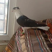 نر شیرازی ب شرط|پرنده|چگنی, |دیوار