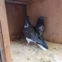 کبوتر|پرنده|قم, علی آباد|دیوار